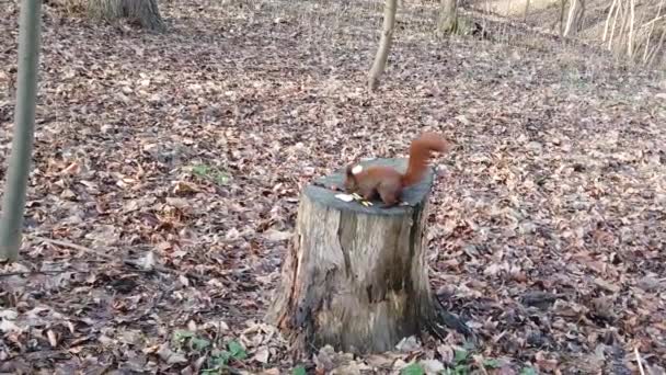 Forest Squirrel Picks Cookies Tree Stump — 비디오