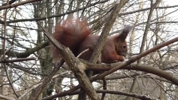 Squirrel Tree Branch Eats Cookies — Stok video