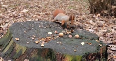 A forest squirrel picks up cookies and nuts from a tree stump.