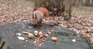 A forest squirrel picks up cookies and nuts from a tree stump.