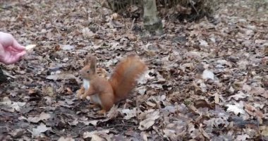 The squirrel is trying to take the cookie from the woman's hand.