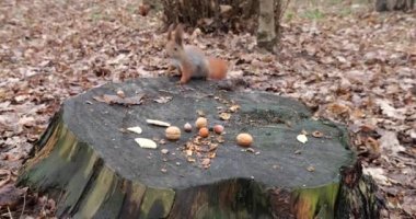 A forest squirrel picks up cookies and nuts from a tree stump.
