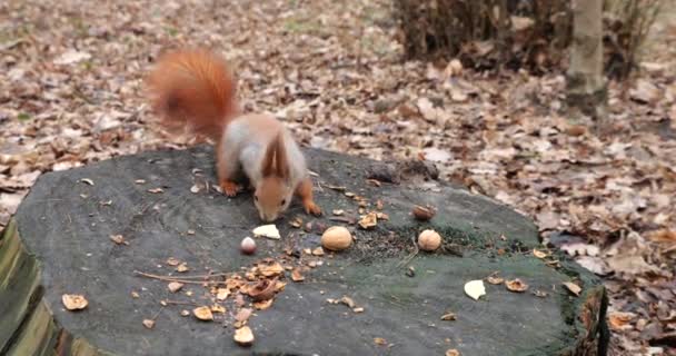 Forest Squirrel Picks Cookies Nuts Tree Stump — Stockvideo