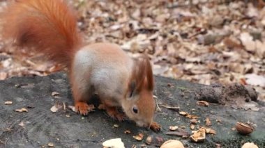 A forest squirrel picks up cookies and nuts from a tree stump.
