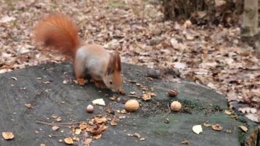 A forest squirrel picks up cookies and nuts from a tree stump.