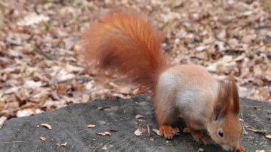 A forest squirrel picks up cookies and nuts from a tree stump.