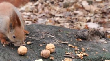 A forest squirrel picks up cookies and nuts from a tree stump.