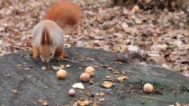 A forest squirrel picks up cookies and nuts from a tree stump.