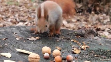 A forest squirrel picks up cookies and nuts from a tree stump.