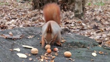 A forest squirrel picks up cookies and nuts from a tree stump.