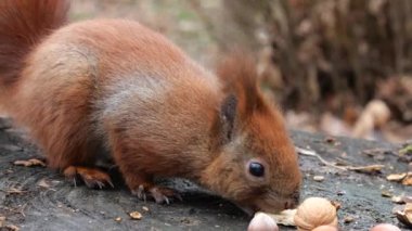 A forest squirrel picks up cookies and nuts from a tree stump.