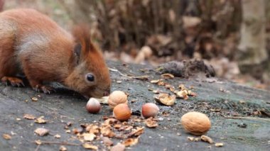 A forest squirrel picks up cookies and nuts from a tree stump.
