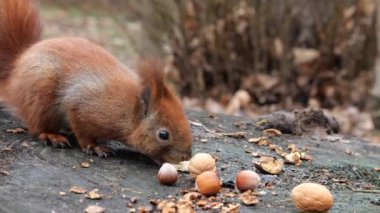 A forest squirrel picks up cookies and nuts from a tree stump.