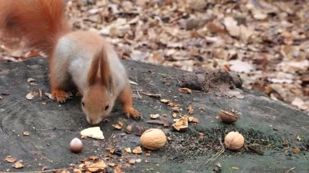 Forest Squirrel Picks Cookies Nuts Tree Stump — Αρχείο Βίντεο