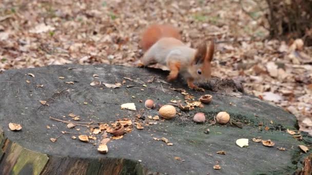 Forest Squirrel Picks Cookies Nuts Tree Stump — 图库视频影像