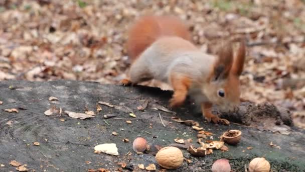 Forest Squirrel Picks Cookies Nuts Tree Stump — Video Stock