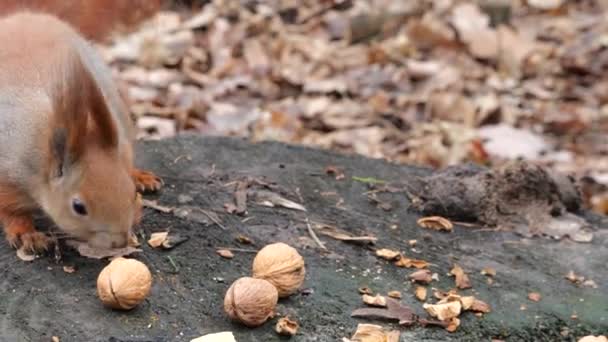 Forest Squirrel Picks Cookies Nuts Tree Stump — Stock Video