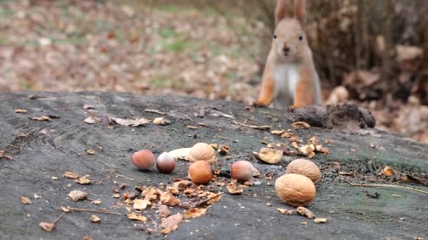 Forest Squirrel Picks Cookies Nuts Tree Stump — Vídeos de Stock