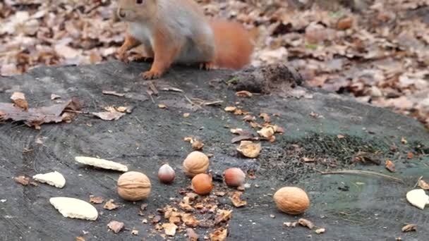 Forest Squirrel Picks Cookies Nuts Tree Stump — Video Stock