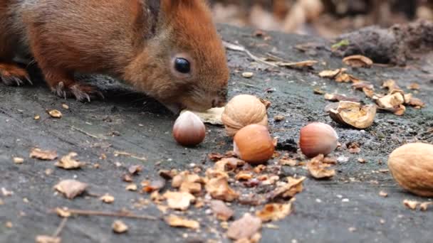 Forest Squirrel Picks Cookies Nuts Tree Stump — Stock videók