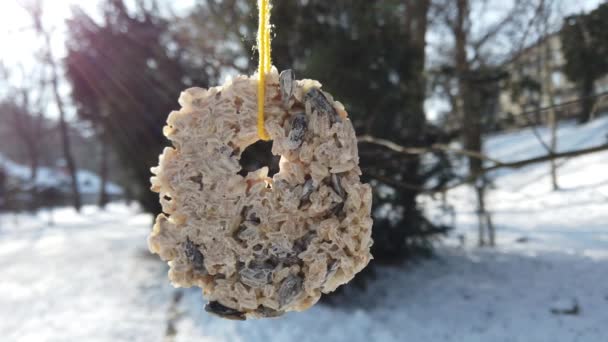 Homemade Handmade Feeder Mixture Grains Birds Shooting Winter Park — Stockvideo