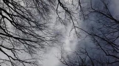 The tops of tree branches sway in the wind against the sky.