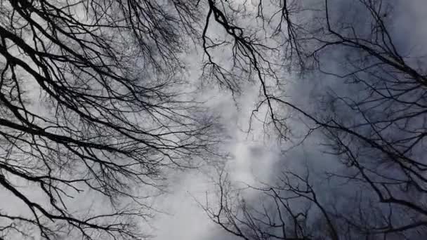 Вершины Ветвей Деревьев Качаются Ветру Против Неба — стоковое видео