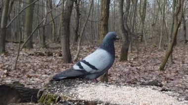 A pigeon sits in the forest on a tree stump next to a bunch of millet.