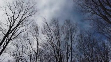 The tops of tree branches sway in the wind against the sky.
