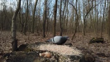 A pigeon pecks a grain of millet on a tree stump in the forest.