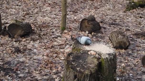 Eine Taube Pickt Ein Hirsekorn Auf Einem Baumstumpf Wald — Stockvideo