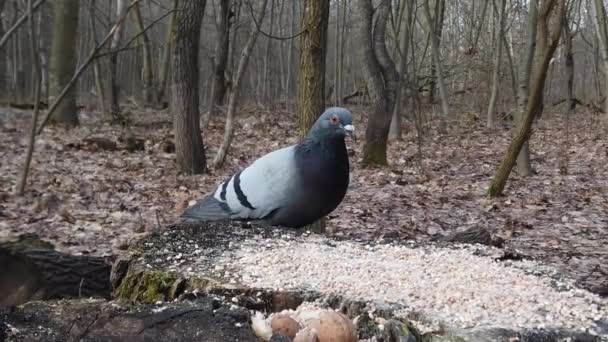 Pigeon Pecks Grain Millet Tree Stump Forest Slow Motion — 图库视频影像