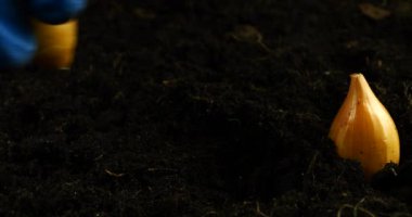 Planting onion bulbs in the ground.