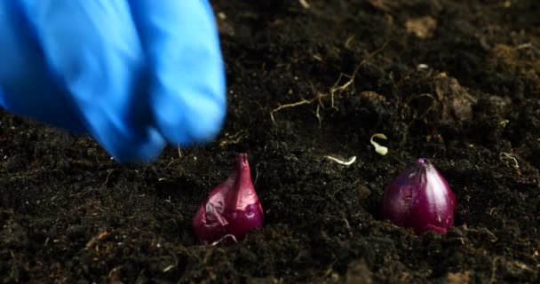在地下种植洋葱球茎 — 图库视频影像