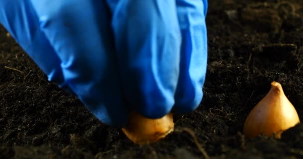 Plantando Bulbos Cebolla Suelo — Vídeo de stock