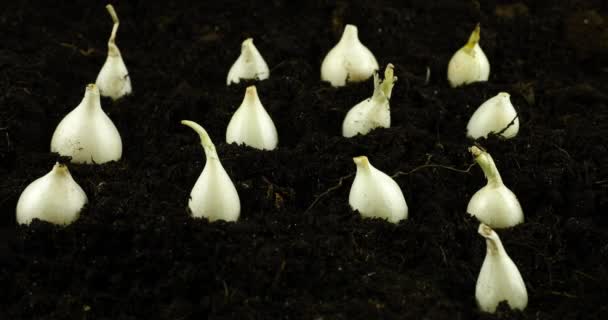 Planting Onion Bulbs Ground — Vídeo de Stock
