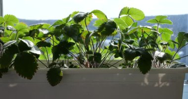 Pencerenin arkasındaki saksıda çalıları çilekle sulamak..