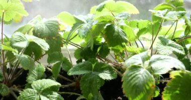 Pencerenin arkasındaki saksıda çalıları çilekle sulamak..