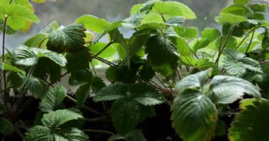 Pencerenin arkasındaki saksıda çalıları çilekle sulamak..