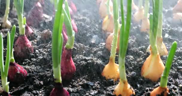 Watering Planted Onion Bulbs Ground Water — Vídeo de Stock