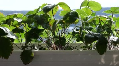 Pencerenin arkasındaki saksıda çalıları çilekle sulamak..