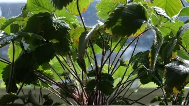 Arroser Les Buissons Avec Des Fraises Dans Pot Fleurs Sur — Video