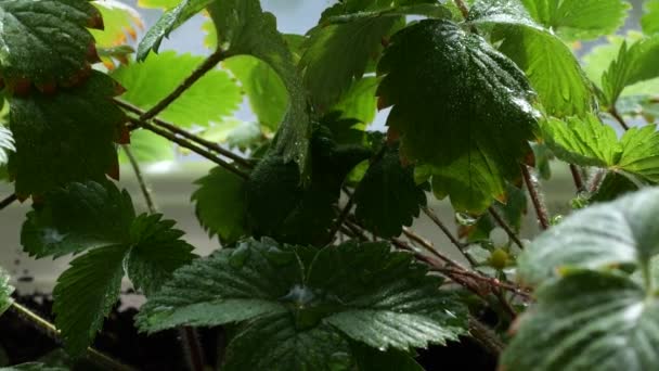 Arroser Les Buissons Avec Des Fraises Dans Pot Fleurs Sur — Video