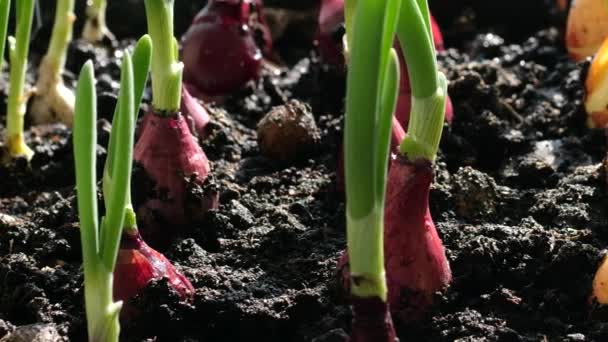 Watering Planted Onion Bulbs Ground Water — Vídeos de Stock