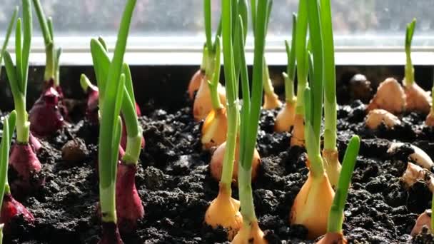 Watering Planted Onion Bulbs Ground Water — Vídeo de Stock
