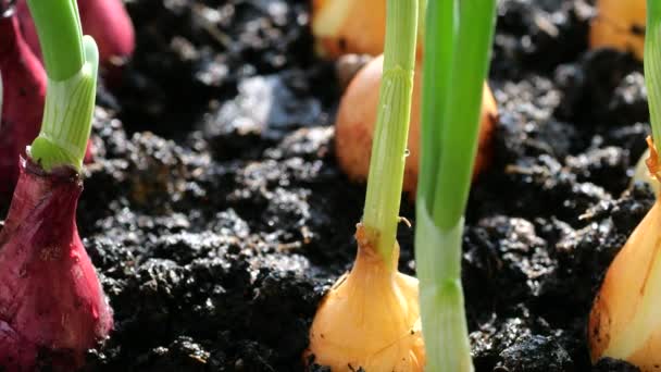 Watering Planted Onion Bulbs Ground Water — ストック動画