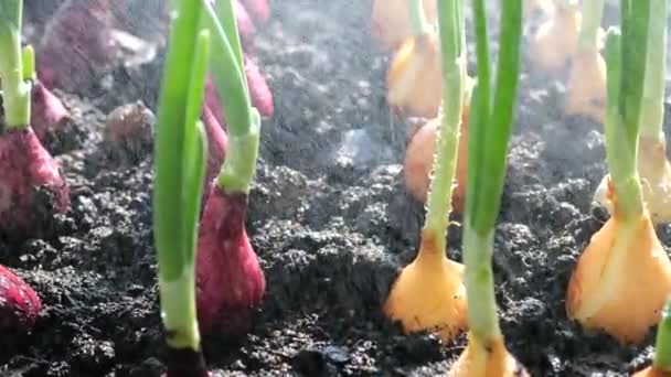 Watering Planted Onion Bulbs Ground Water — Stockvideo