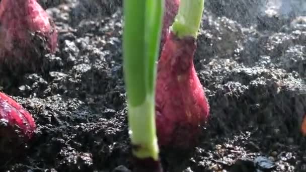 Watering Planted Onion Bulbs Ground Water — Vídeo de stock