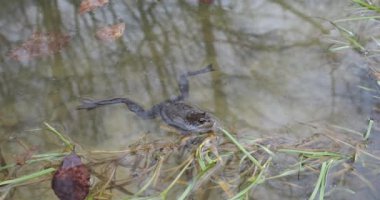Baharda göletin sularında kurbağalar.