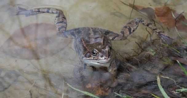 池塘里的青蛙 — 图库视频影像